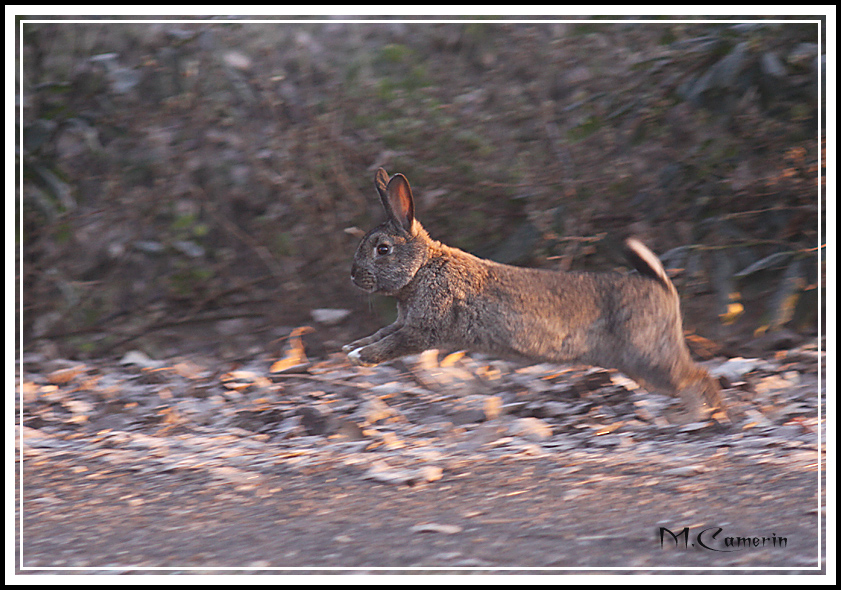 Coniglio in volo