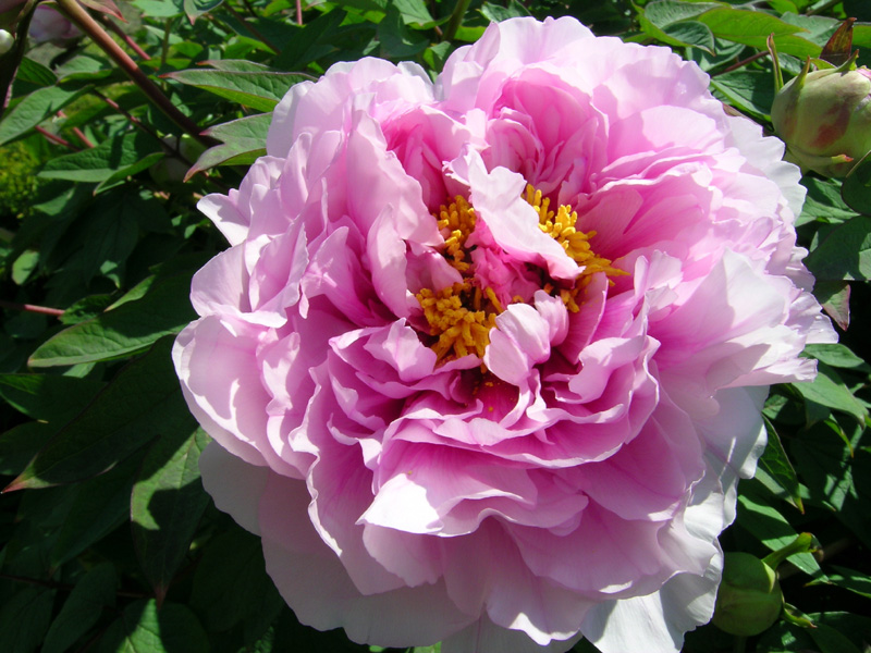 Peonia