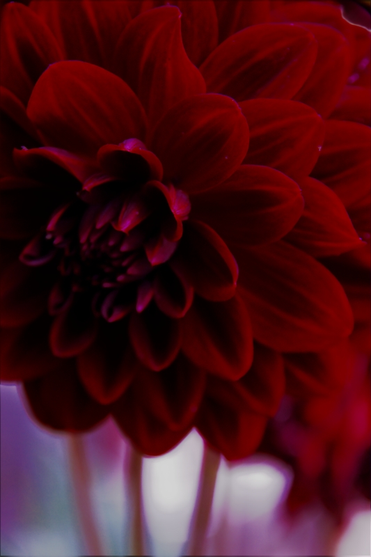 La Voluttuosa Arroganza Del Colore Rosso