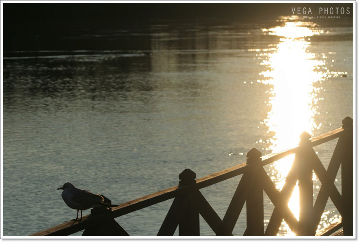 gabbiano al tramonto