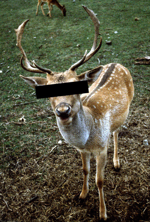 questa � l'idea 1/2