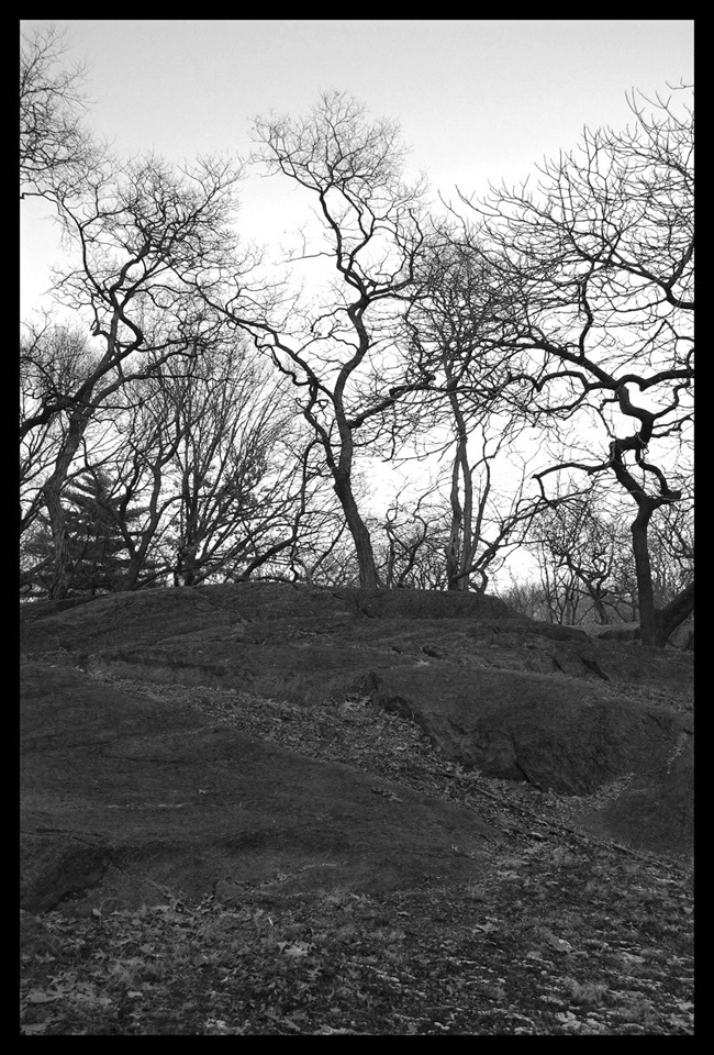 Alberi di Central Park