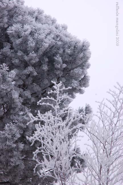 05-01-2009... GLACIAZIONE A CODIGORO (-6� )