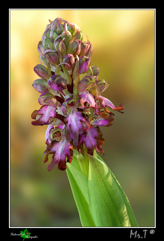 Prima Orchidea dell'anno....