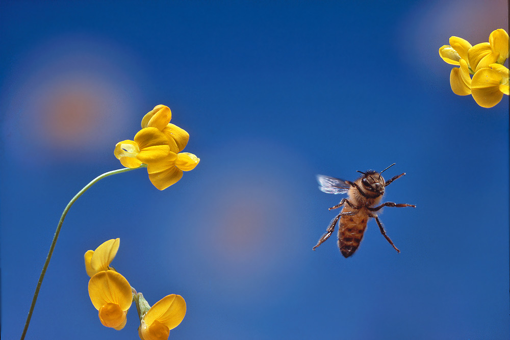 Ape in volo