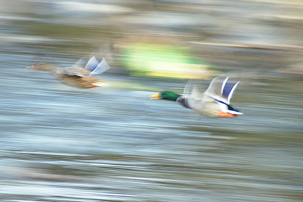 Dipinto fotografico