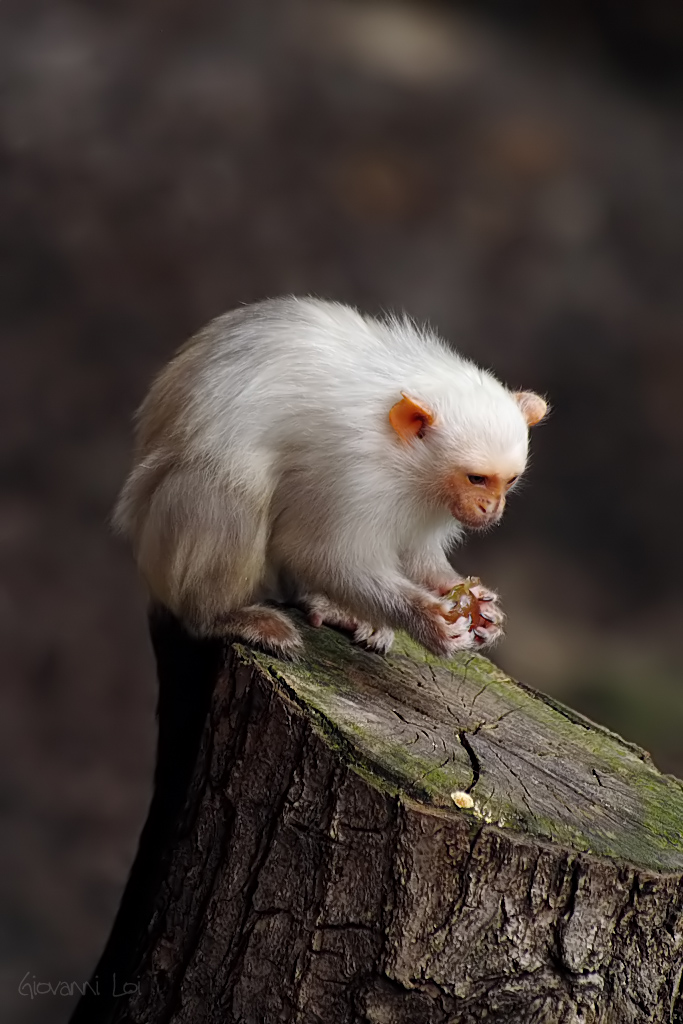 Qualcosa di prezioso