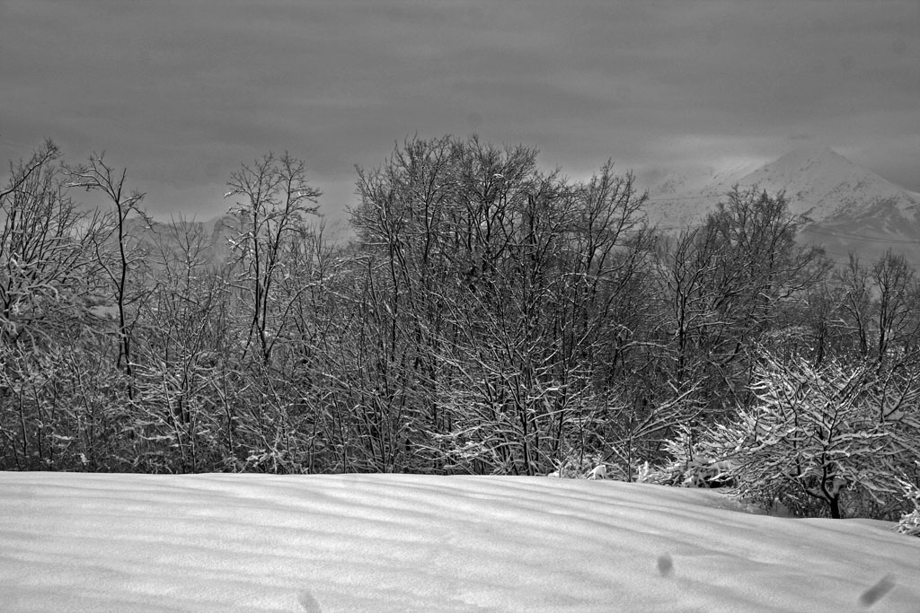 Il bosco di casa mia