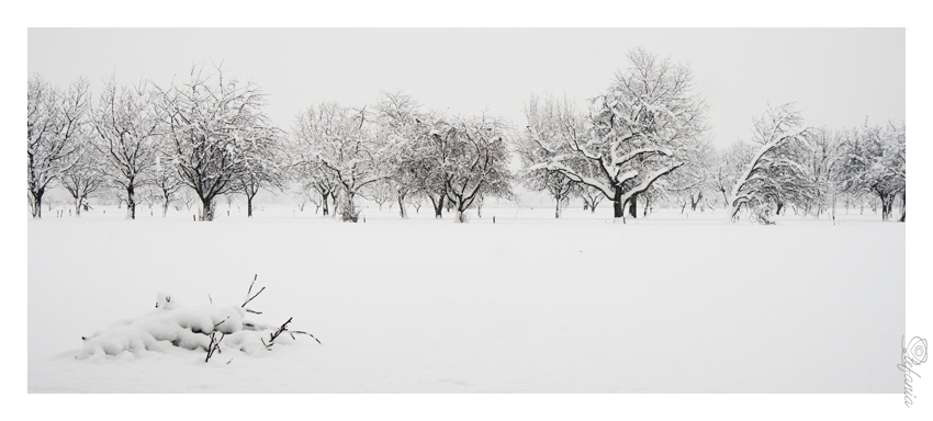 Nevicata del 07 Gennaio