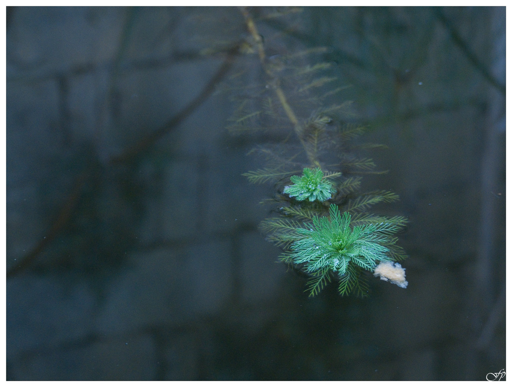 Una Mollica di Pane alla Deriva
