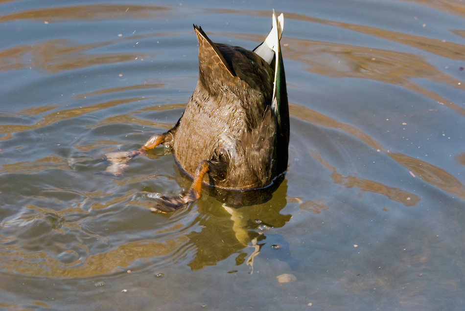 Al-parco_241 (si crede uno struzzo)