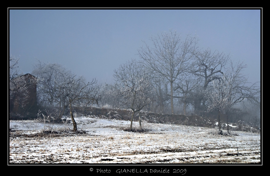 I Ciliegi e il grande Gelo