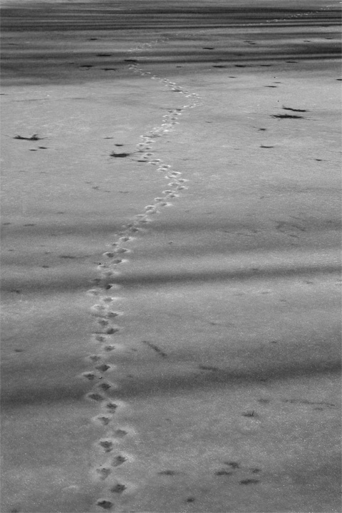 la camminata sul ghiaccio