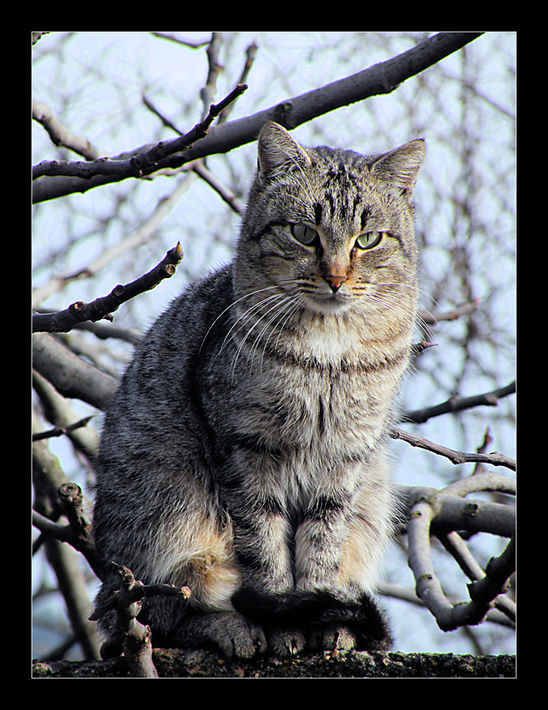 Osservatore sornione