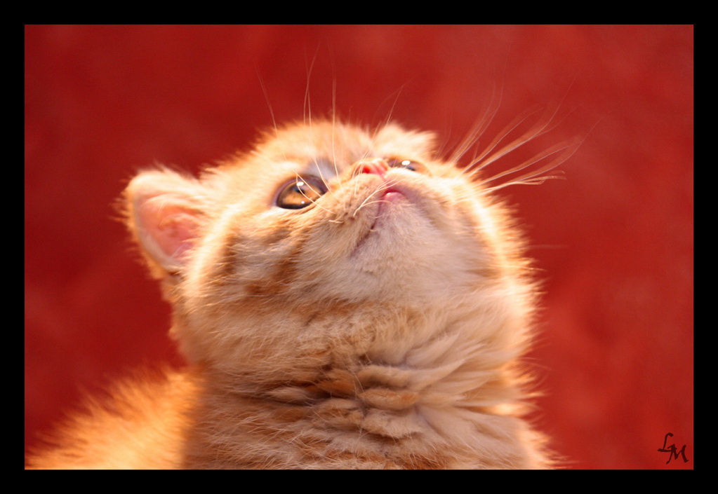 Curry - Exotic Shortair