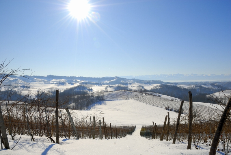 snow chronicles: the grapes in the sun