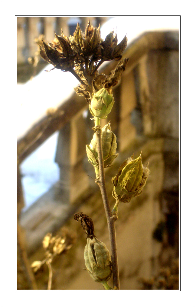 Un raggio di Sole dopo la neve
