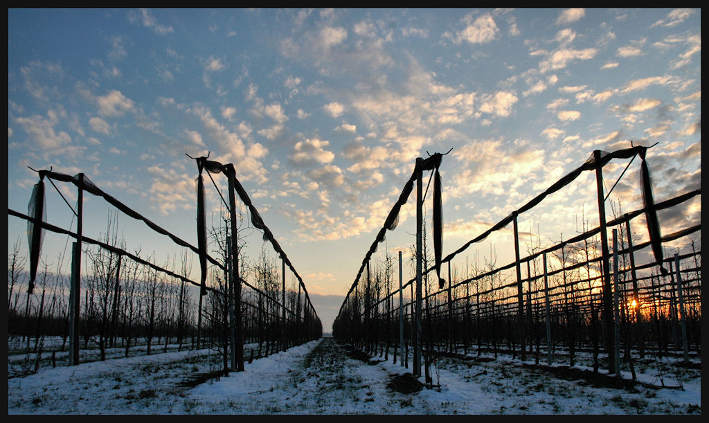 kiwi ..in progress....