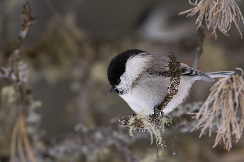 Parus palustris - cincia bigia