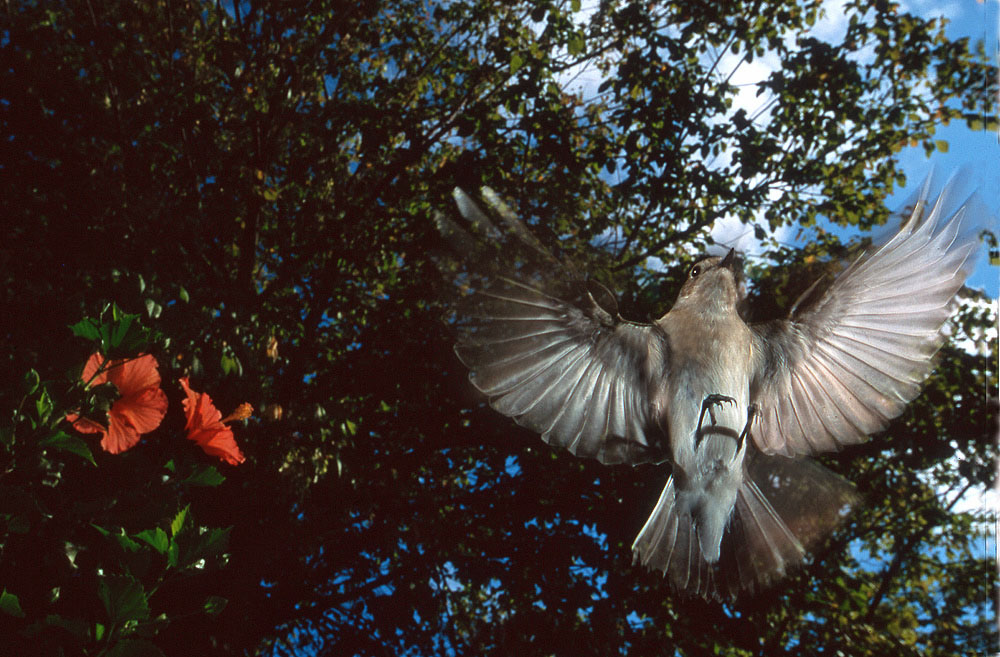 Pigliamosche all'attacco
