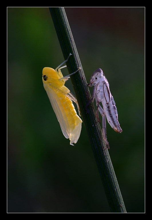 Cicadella