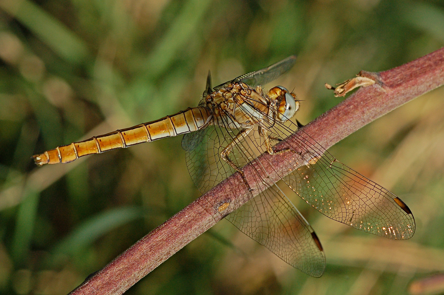 Libellula