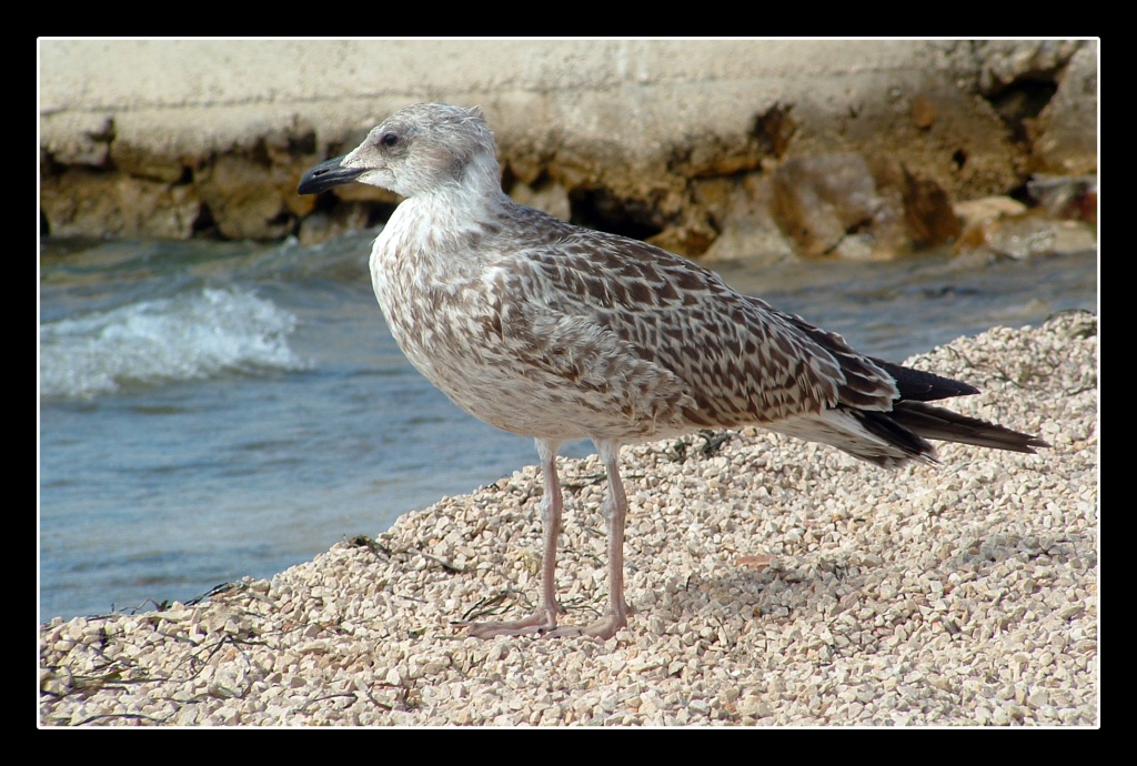 Gabbiano dell'Isola di Pag