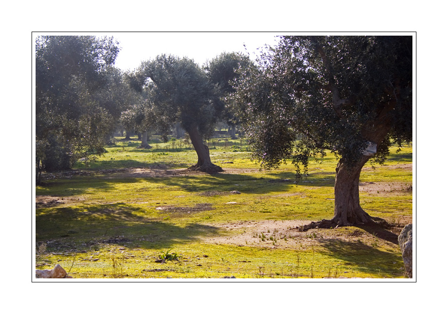 tra i miei olivi...