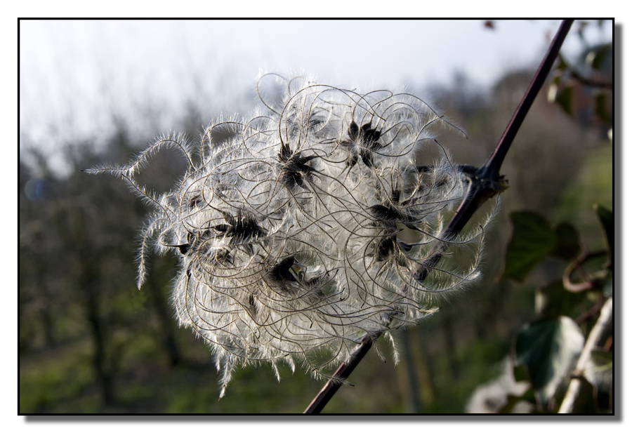 Acheni di Clematis Vitalba