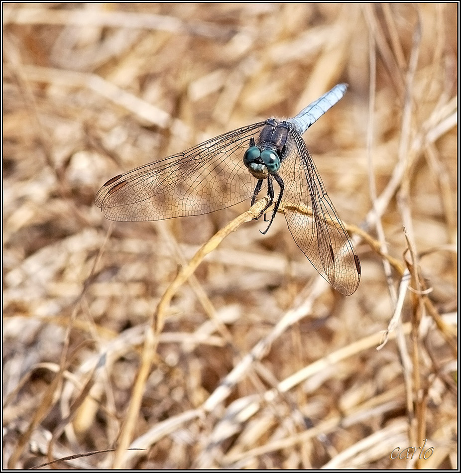 libellula