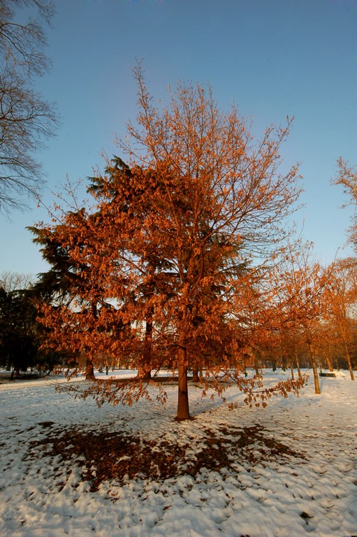 Albero baciato dal sole