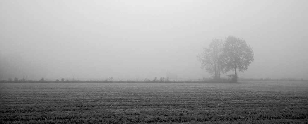 campi nella nebbia