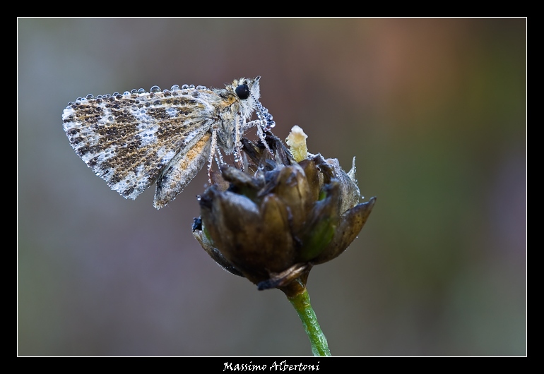 La farfalla e il pendolo...