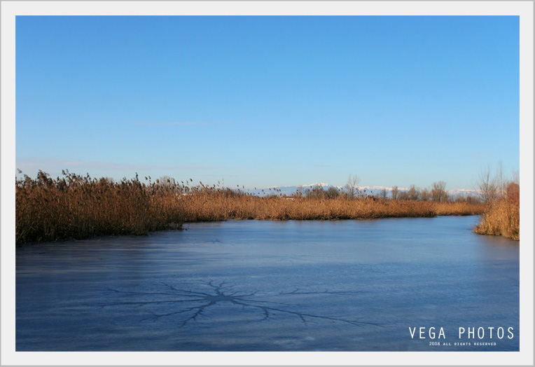 La Rosa sul ghiaccio