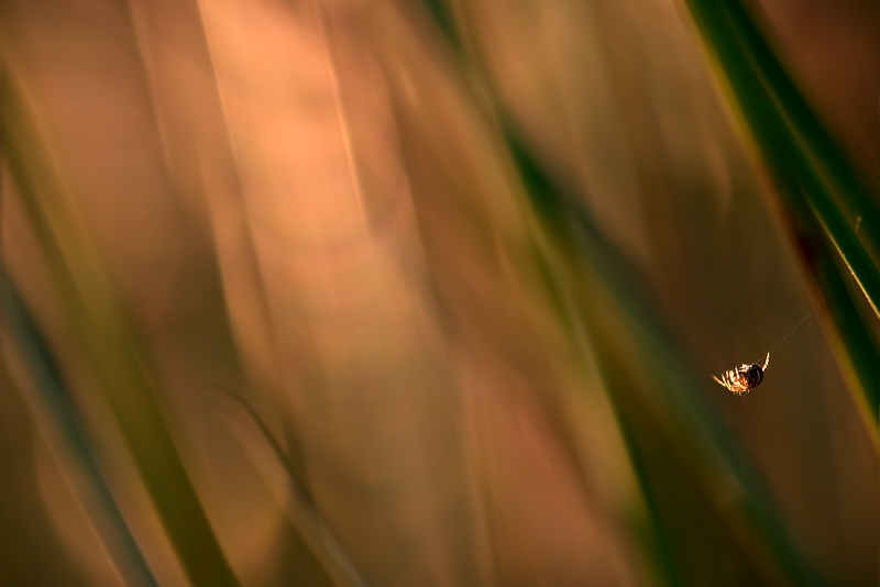 Fuga verso il tramonto