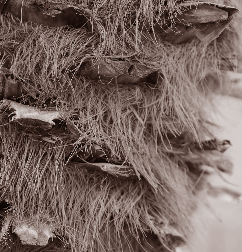 IL VISO NASCOSTO DELLA PALMA