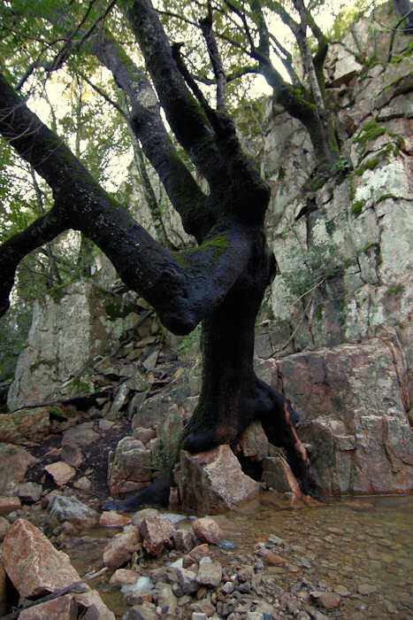 alberello quasi acquatico