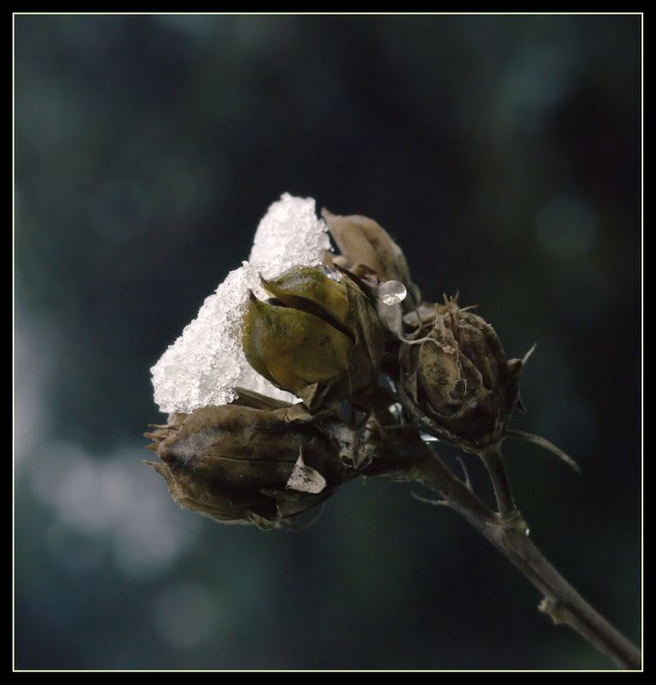 verra' la primavera!