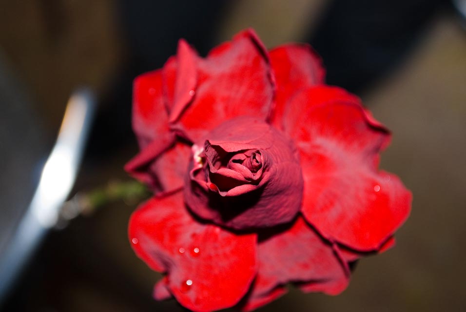una rosa rossa