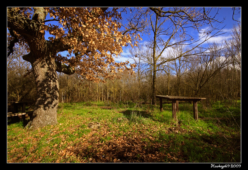 dall'albero....al tavolo....