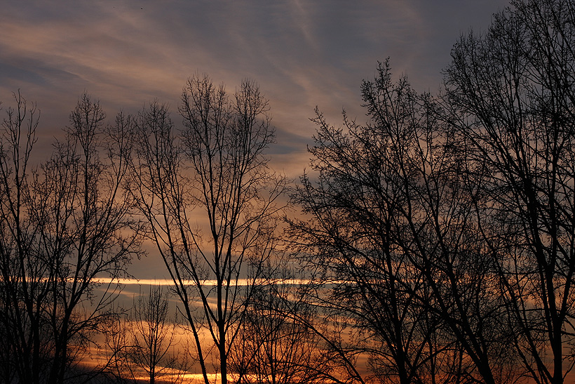 Una scia tra gli alberi