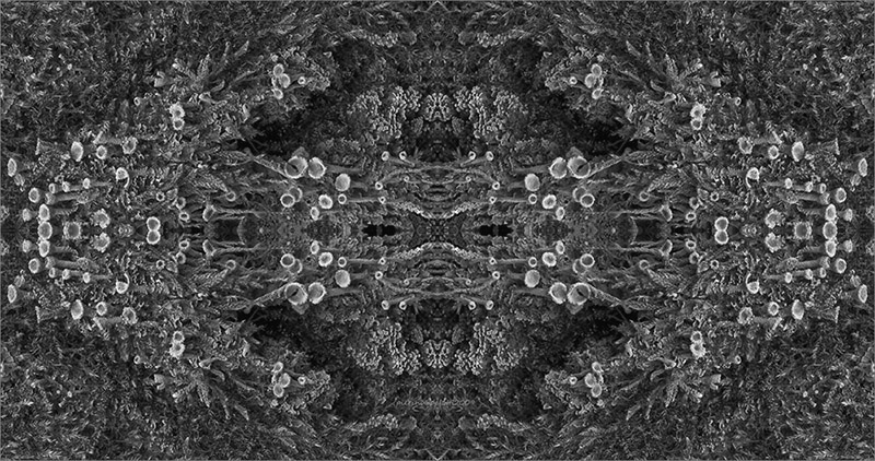 primavera in piccolo