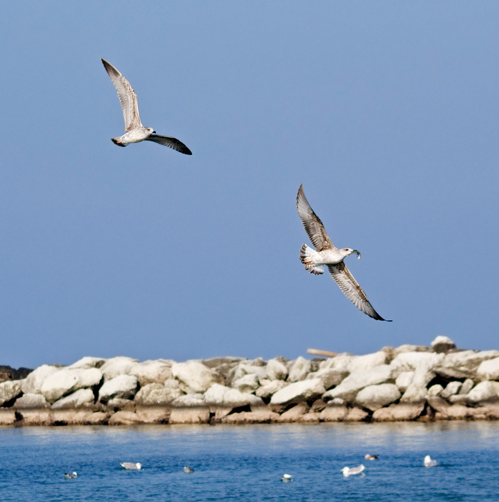 l'avevo visto prima io...