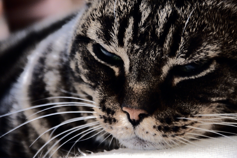 Il riposo della fiera da appartamento