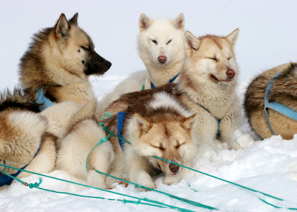 DOGSLEDGE