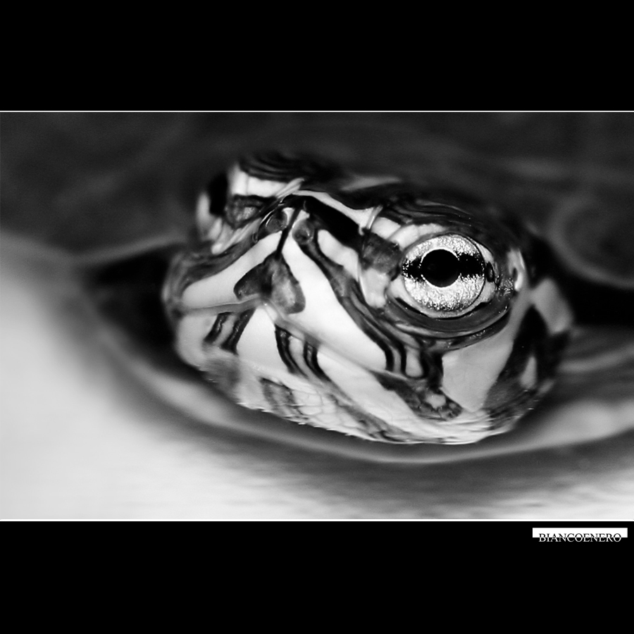 ::: TARTARUGHINA :::