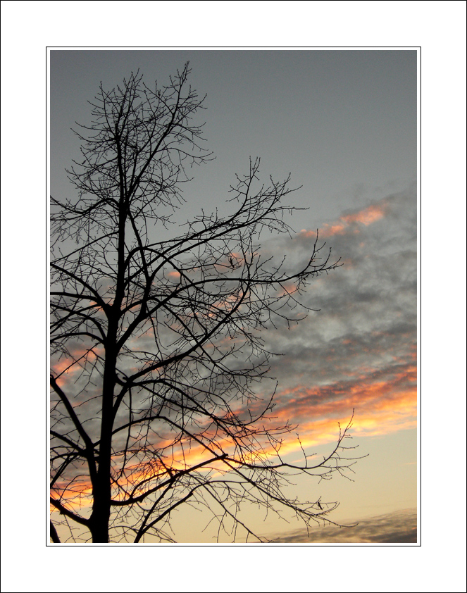 branches in the sky...