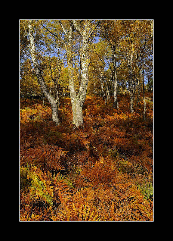 nostalgia  d, autunno 2