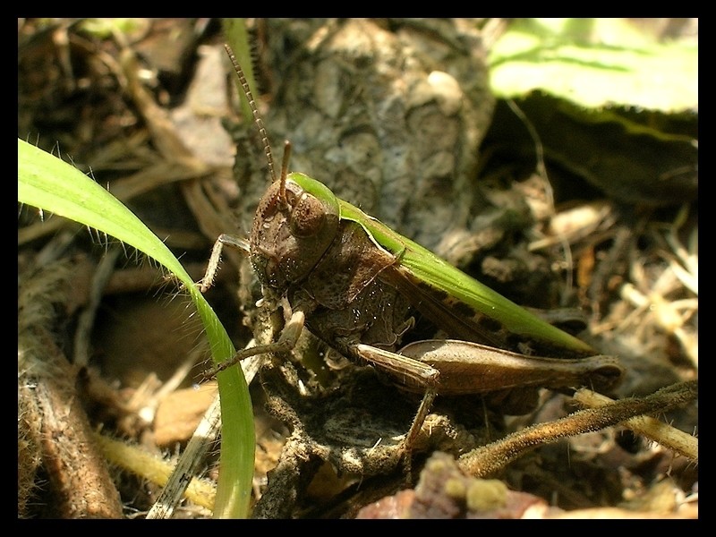 Pranzare in giardino