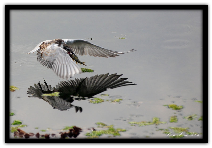 Pesca fortunata sul lago Dahl - Srinagar (Kashmir)